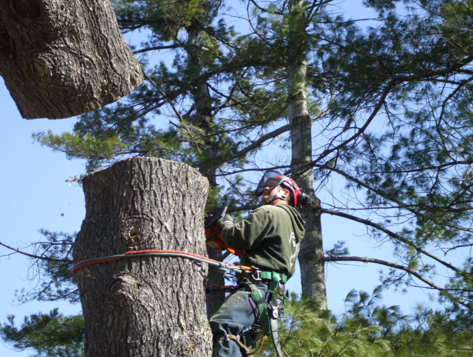 Island Tree Services